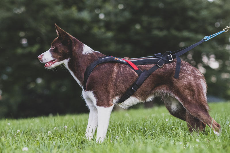 Non stop Dogwear Freemotion Harness