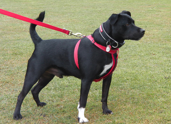 Ezydog Chest Plate Harness – LETS RUN